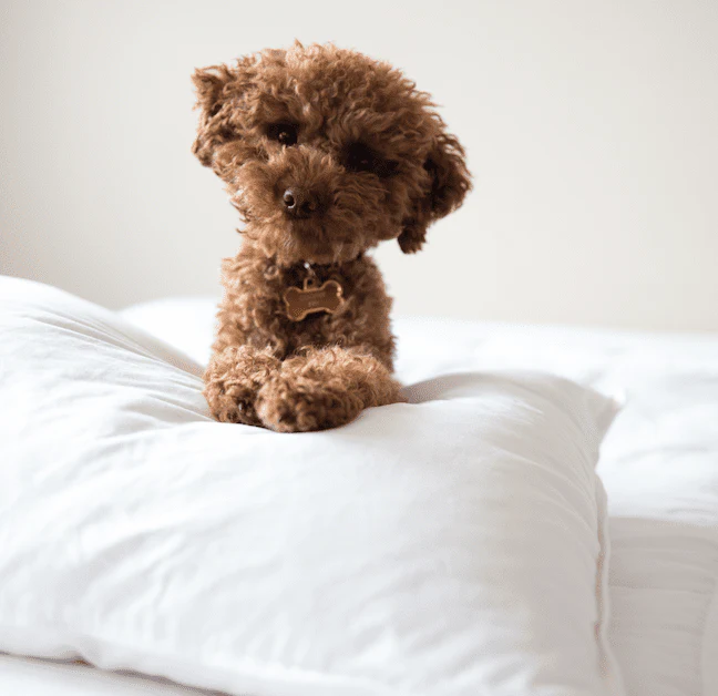 Pillowtex White Duck Down & Feather Pillow | 75% Feather/25% Down - Image 9