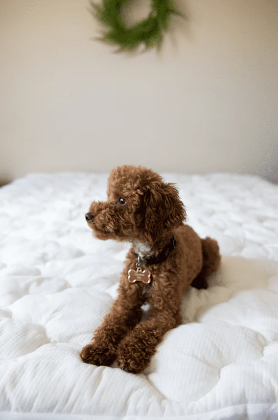 Pillowtex Bamboo Mattress Topper - Image 6