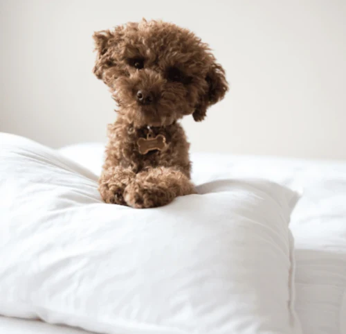 Radisson® Hotel Group Pillow | Firm - Image 3